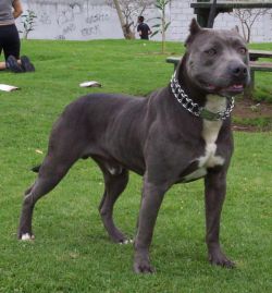 Photo of the dog