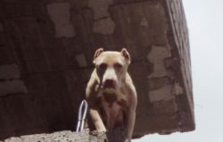Photo of the dog