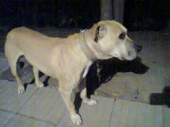 Photo of the dog