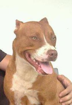 Photo of the dog
