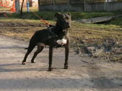 Photo of the dog