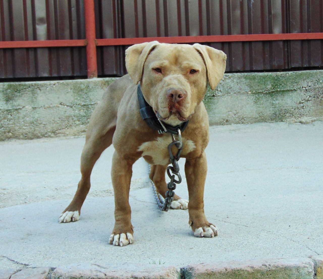 Photo of the dog