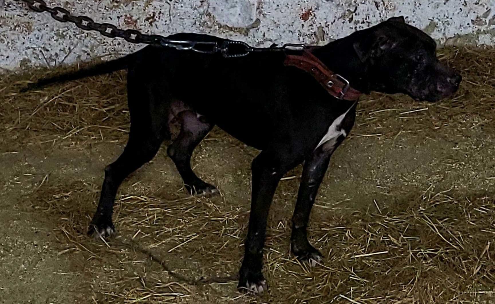 Photo of the dog
