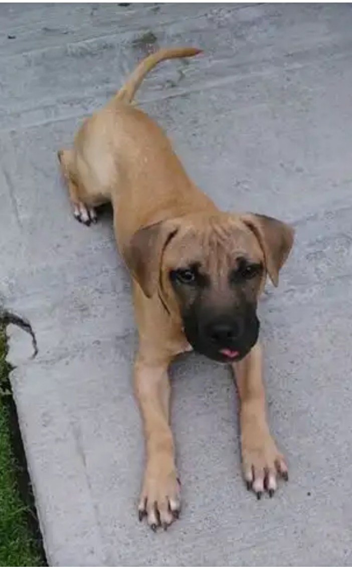 Photo of the dog