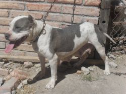 Photo of the dog