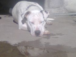Photo of the dog
