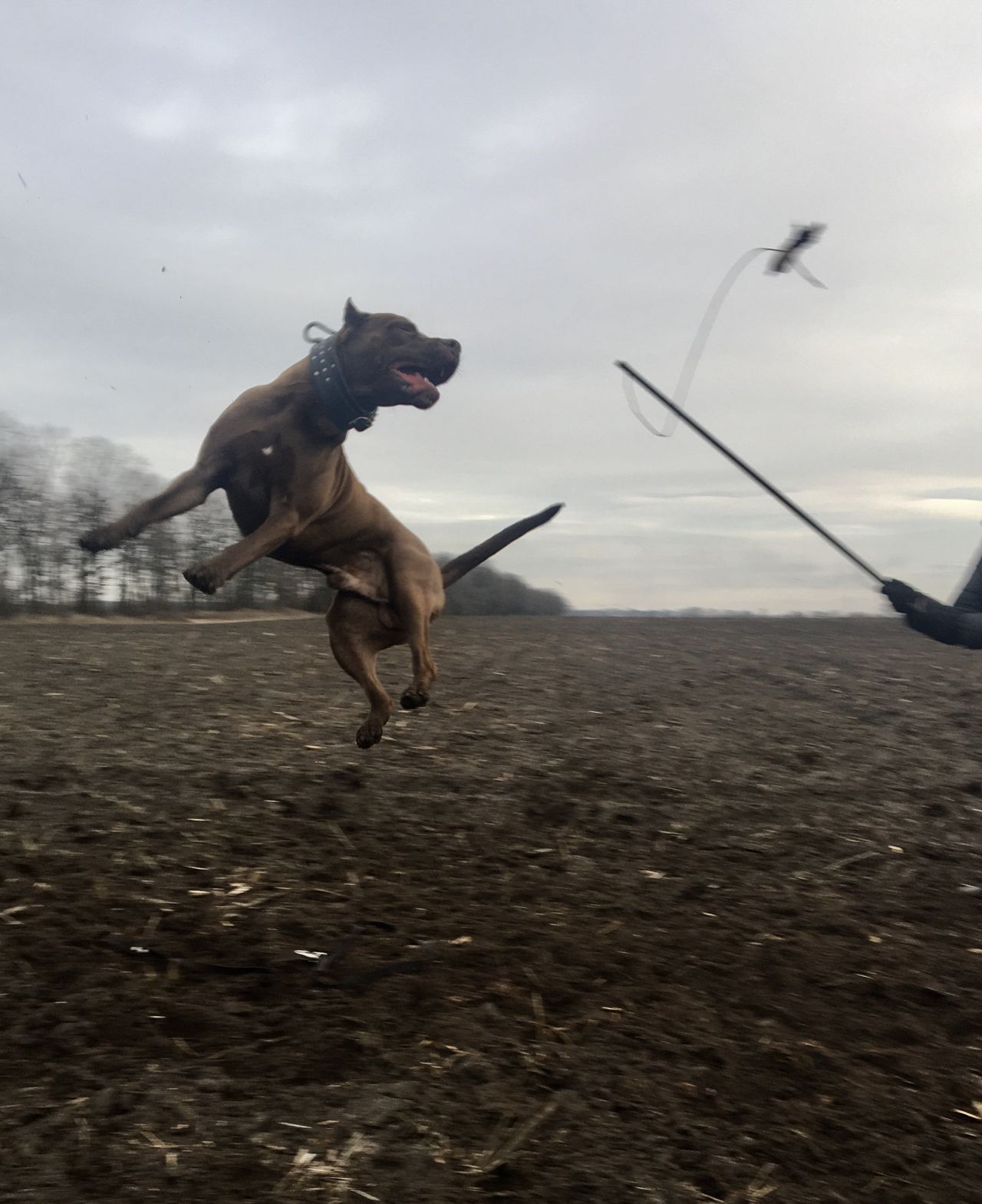 Photo of the dog