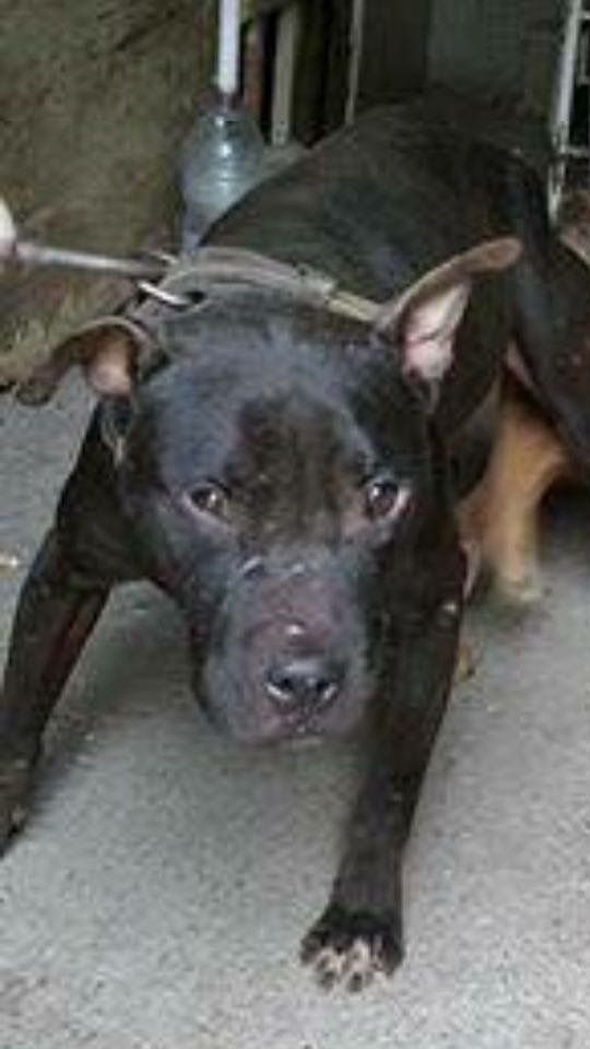 Photo of the dog