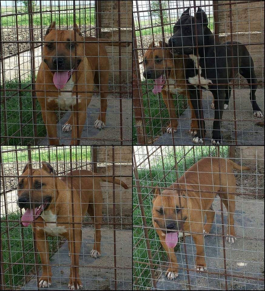 Photo of the dog