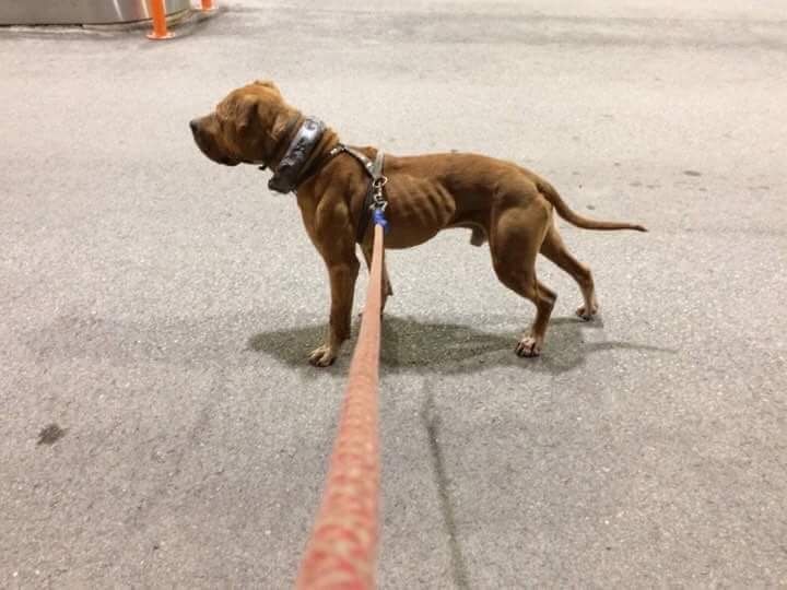 Photo of the dog