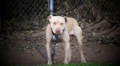 Photo of the dog