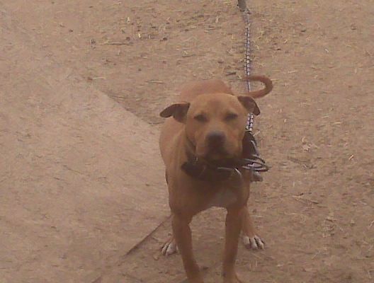 Photo of the dog