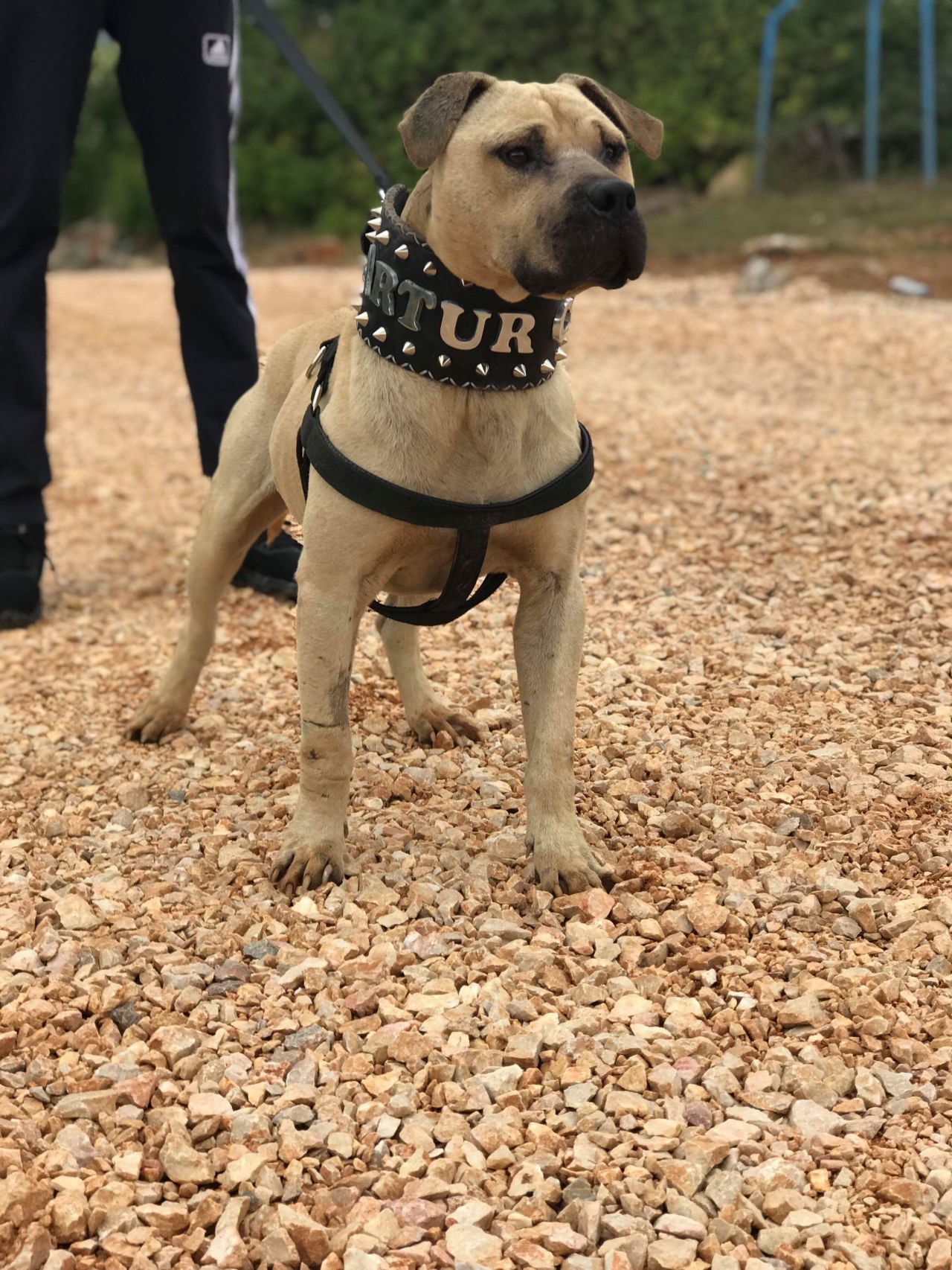 Photo of the dog
