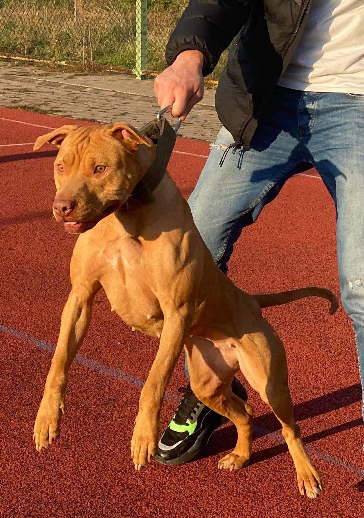 Photo of the dog