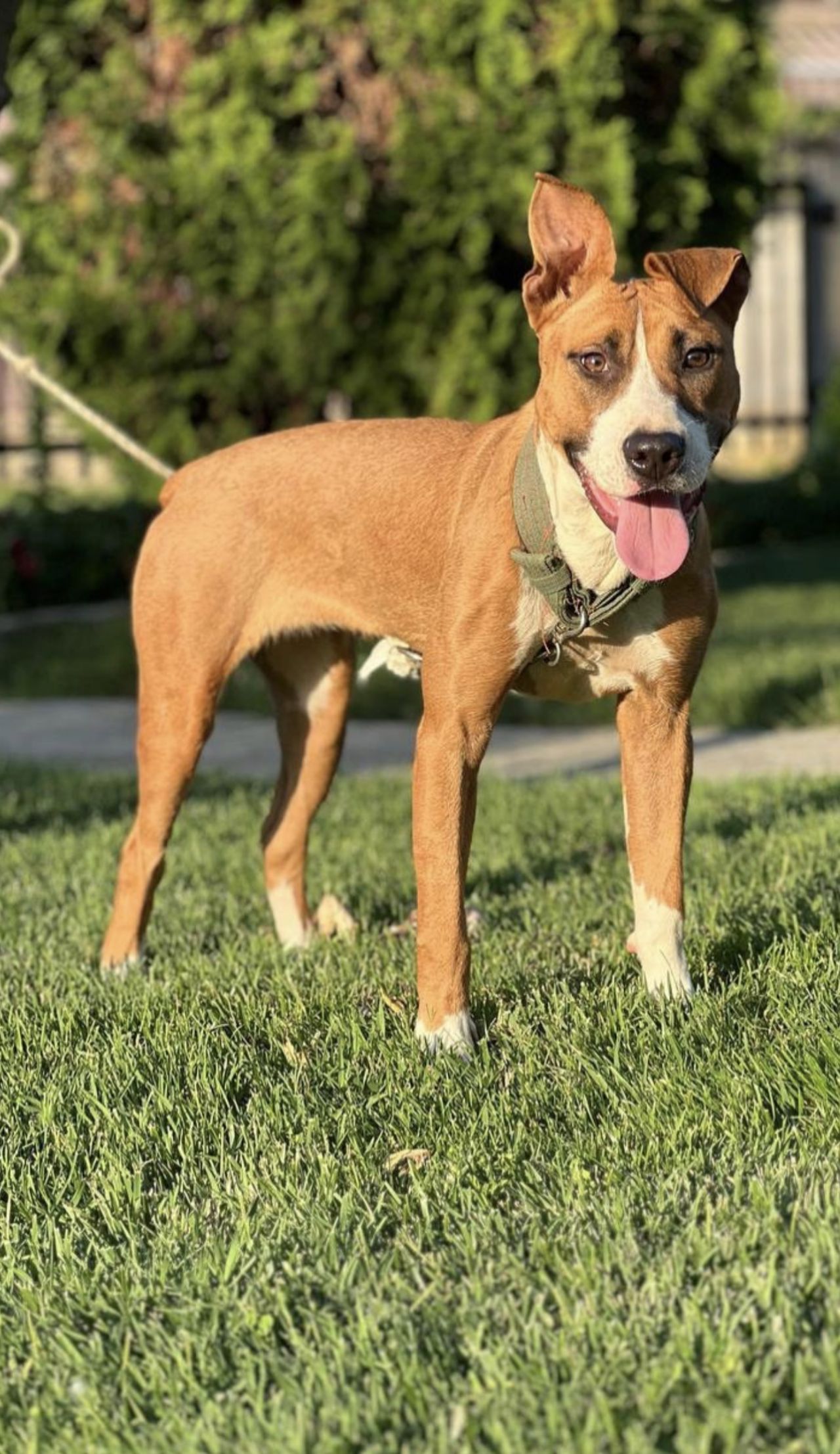 Photo of the dog