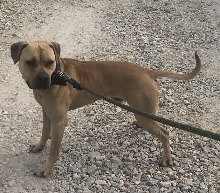 Photo of the dog