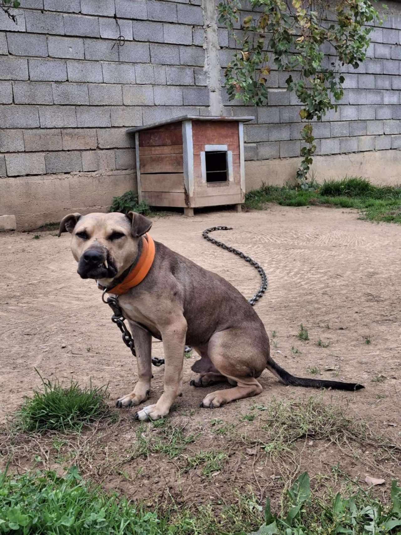 Photo of the dog
