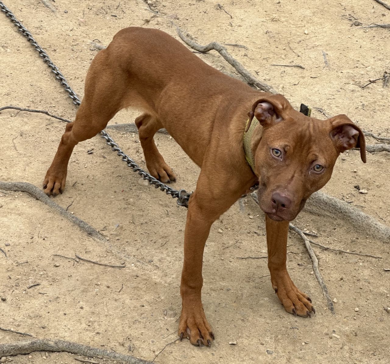 Photo of the dog