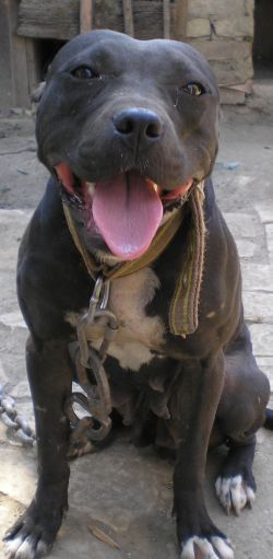 Photo of the dog