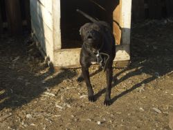 Photo of the dog