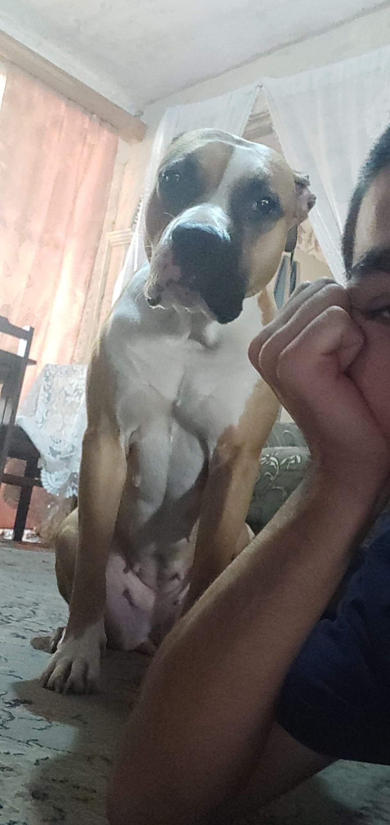 Photo of the dog