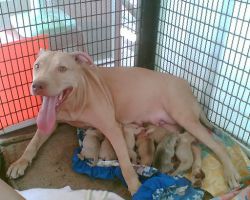 Photo of the dog