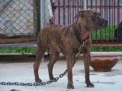Photo of the dog