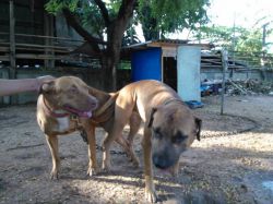 Photo of the dog