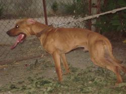 Photo of the dog