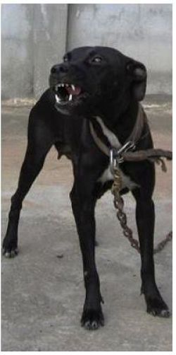 Photo of the dog