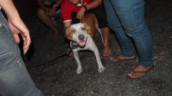Photo of the dog