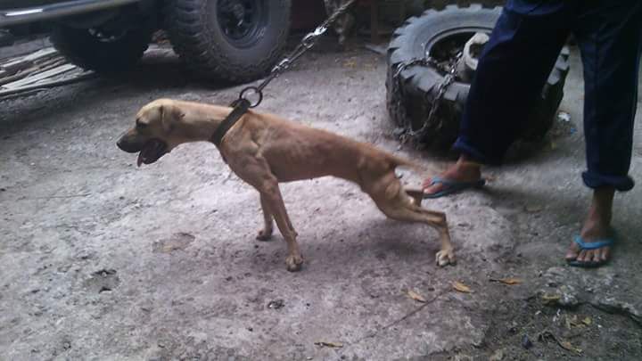 Photo of the dog
