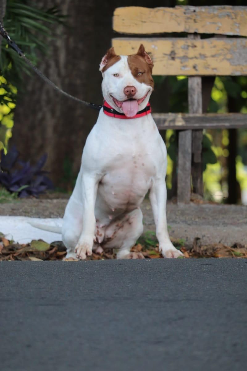 Photo of the dog