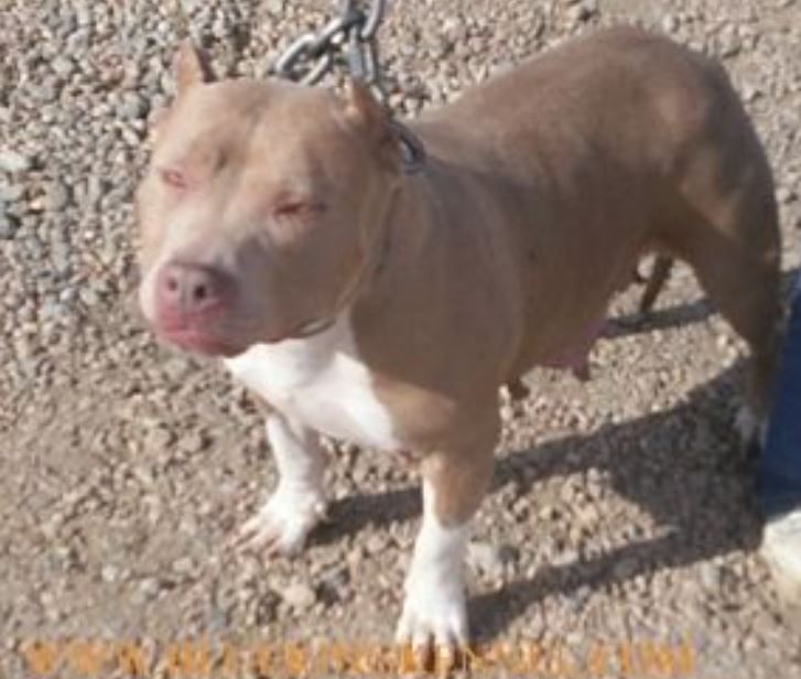 Photo of the dog