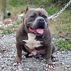 Photo of the dog