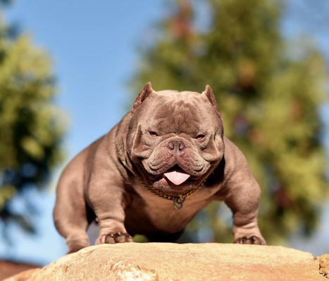 Photo of the dog