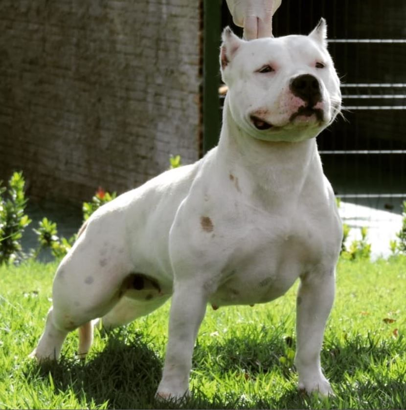 Photo of the dog