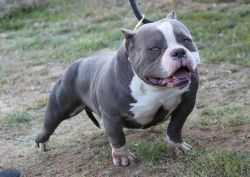 Photo of the dog