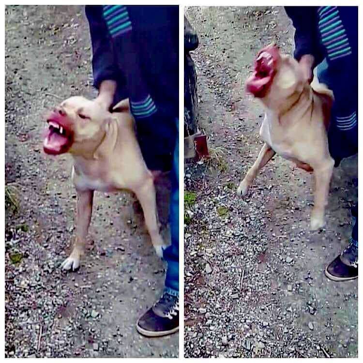 Photo of the dog