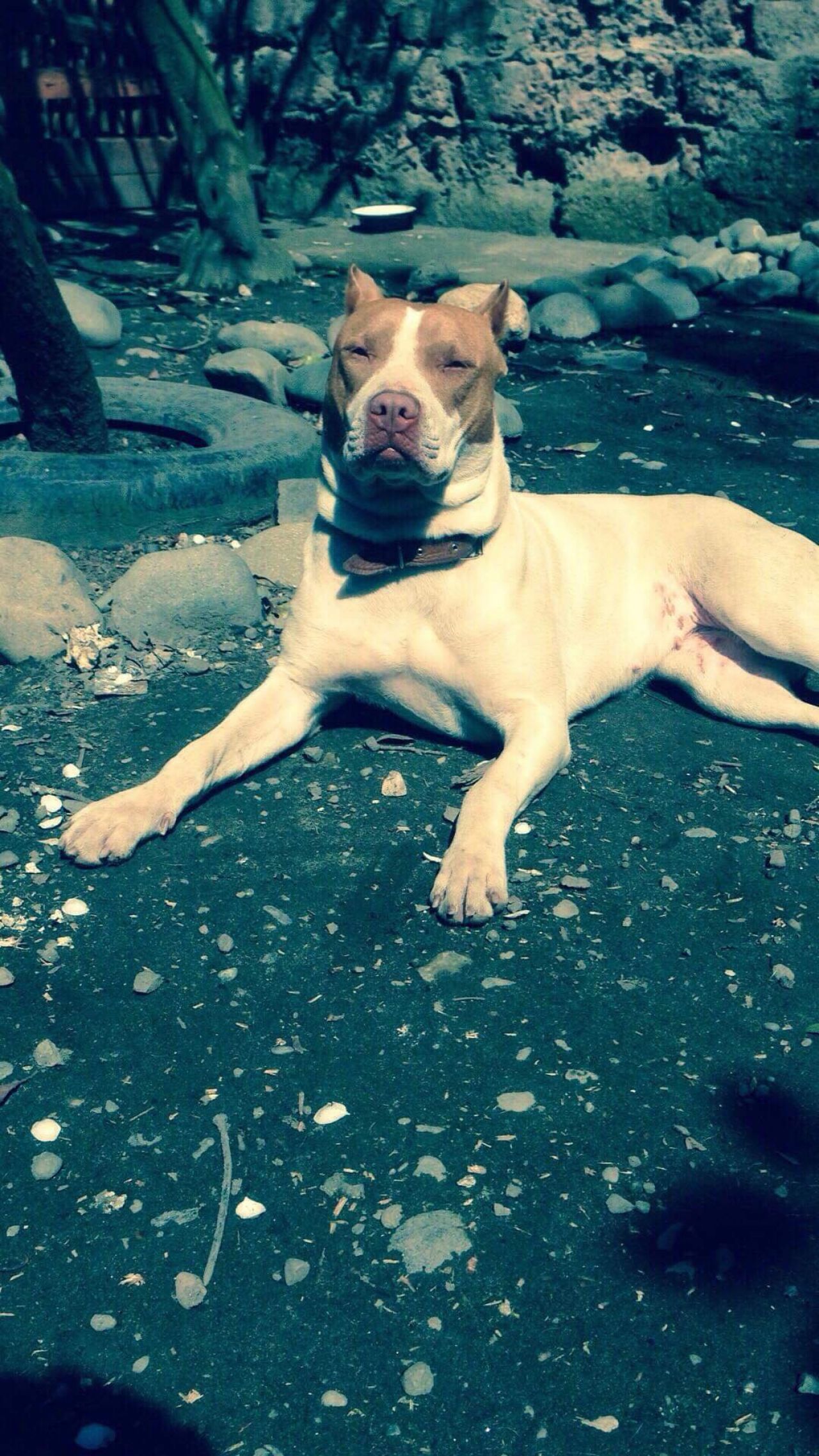 Photo of the dog
