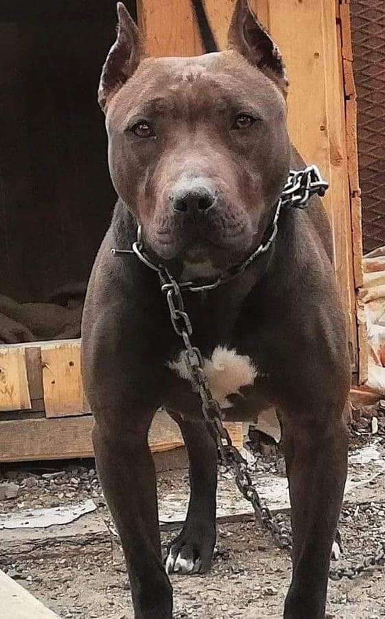 Photo of the dog