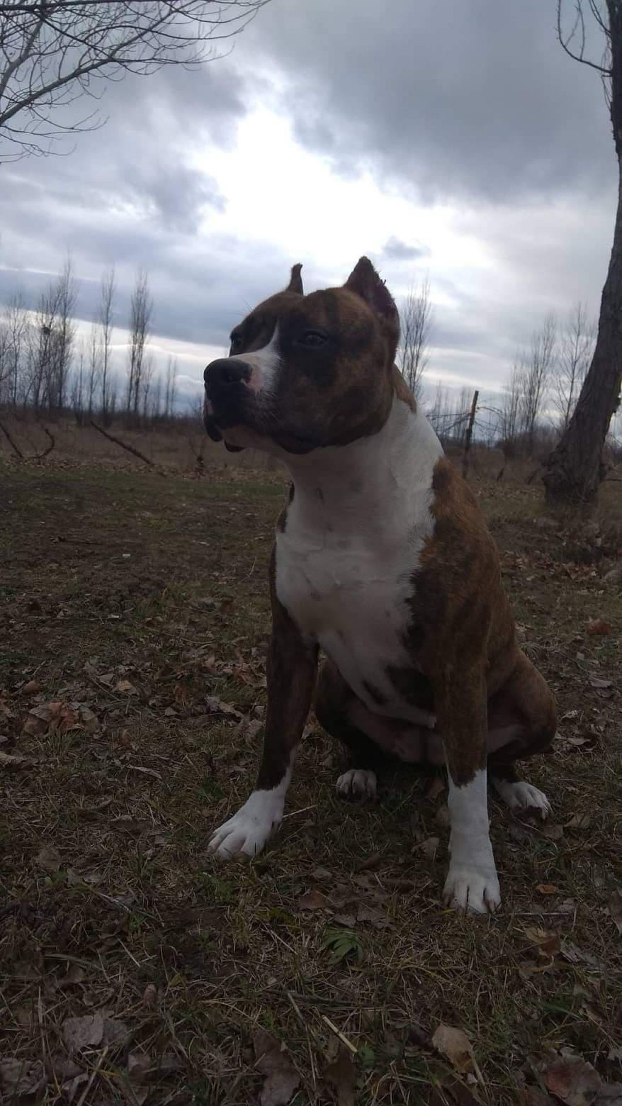 Photo of the dog