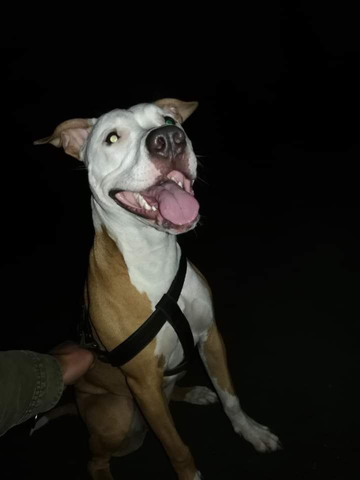 Photo of the dog