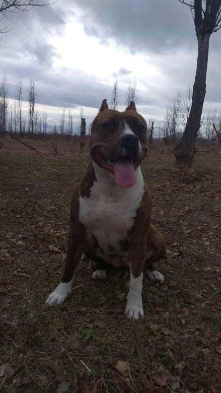 Photo of the dog
