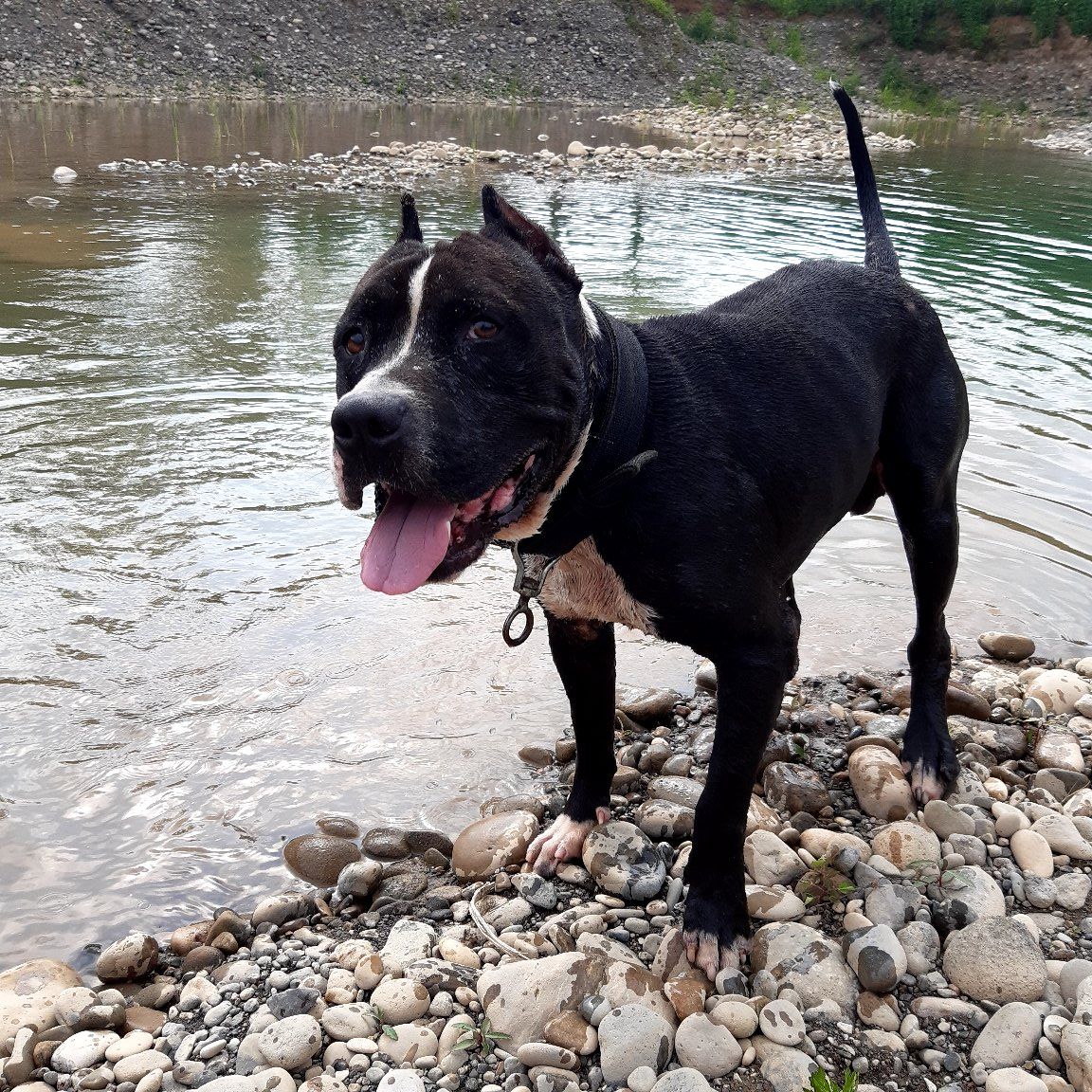 Photo of the dog