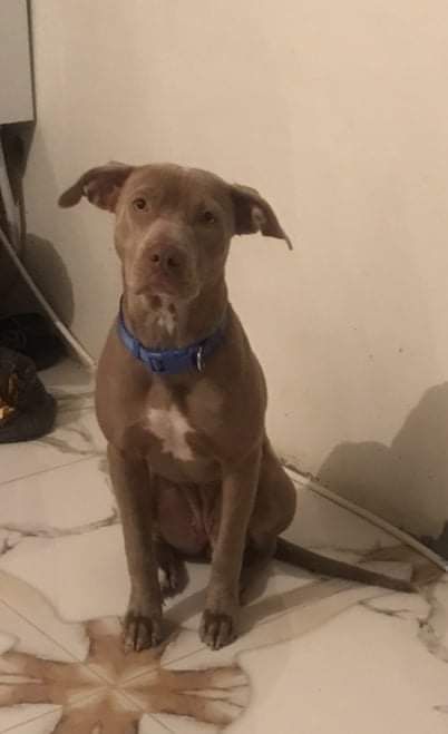 Photo of the dog
