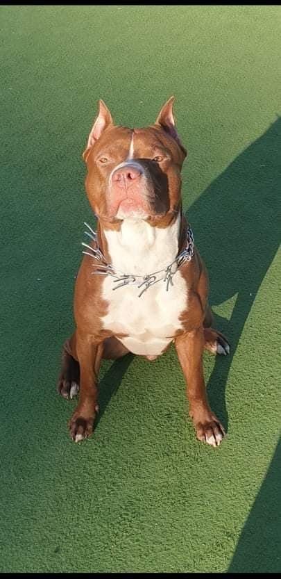Photo of the dog