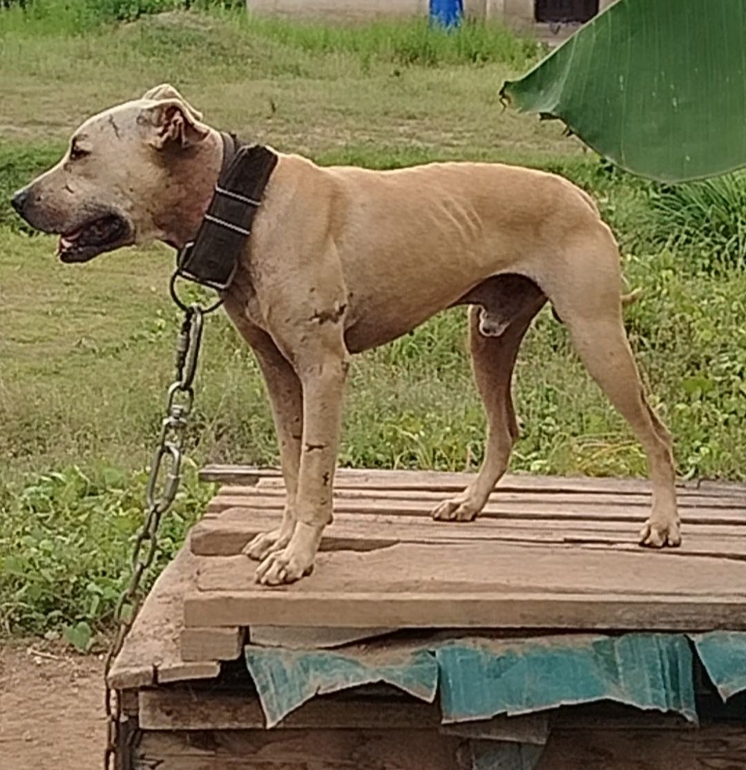 Photo of the dog