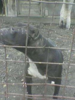 Photo of the dog