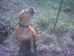 Photo of the dog